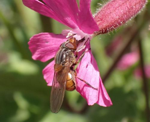 Réf. 317 621 : Rhingia campestris